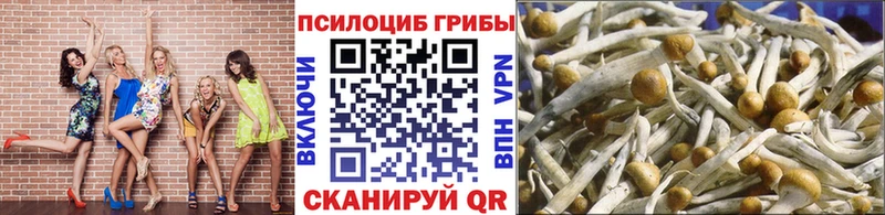 Купить закладки  Гдов  Галлюциногенные грибы Psilocybine cubensis 